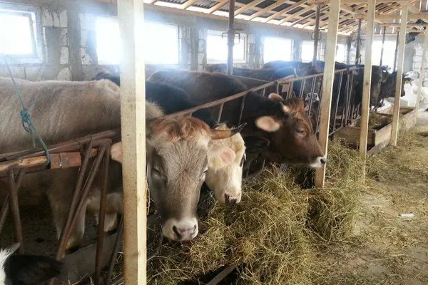 România, în alertă! Nouă focare de dermatită nodulară virală la bovine, în Bulgaria