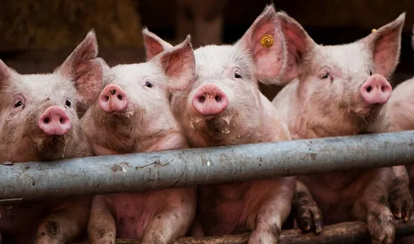 ALERTĂ! Focar de pestă porcină la graniţa cu România.Târgurile de suine, închise pe termen nelimitat