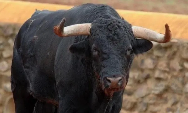 Moarte cumplită pentru o femeie din Argeş: a fost împunsă şi călcată cu copitele de un taur