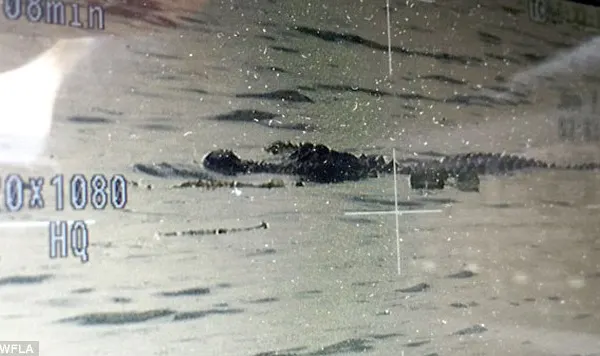 Polițiștii vânează un aligator uriaș văzut cu un om în fălci într-un lac din Florida