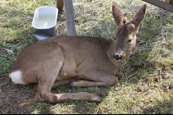 Trei căprioare donate Grădinii Zoologice din Hunedoara, ucise. Polițiștii au deschis o anchetă