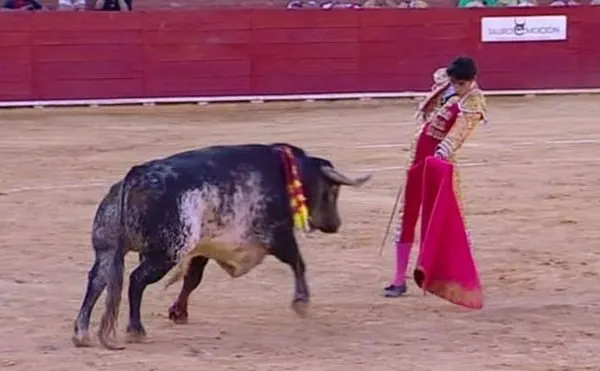 Un matador spaniol a fost ucis de taur în timpul coridei