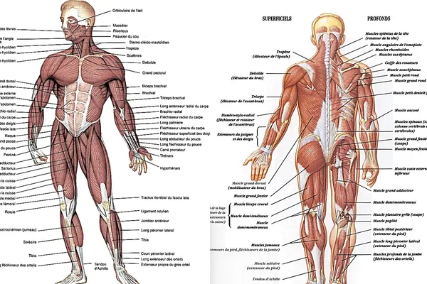 Subiecte BAC Anatomie 2016. Vezi AICI subiecte la Anatomie - Bacalaureat 2016