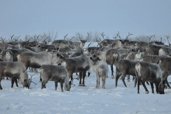 Focar de antrax în nordul Siberiei. Autorităţile ruse sunt în alertă