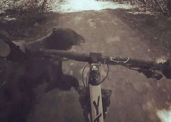 SPAIMĂ cumplită pentru un biciclist. Mergea cu viteză prin pădure când a izbit un ...