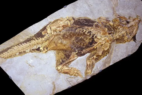 Descoperire neașteptată: un dinozaur pitic cu o metodă unică de apărare