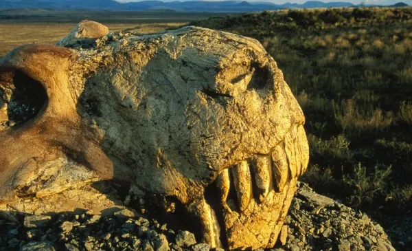 Pământul, în pragul celei mai mari extincţii în masă de după epoca dinozaurilor