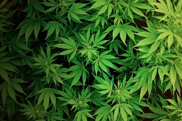 Torino, Italia: 30 kilograme de marijuana, găsite ascunse într-un TIR. Un român și un italian au fost arestați