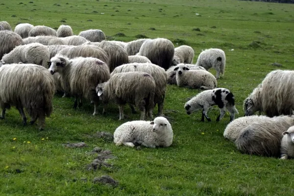 România, acuzată de încălcarea regulamentelor internaționale privind sănătatea animalelor