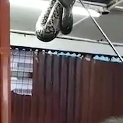 Un şarpe uriaş a căzut peste clienţi, în restaurant. Momentul, terifiant