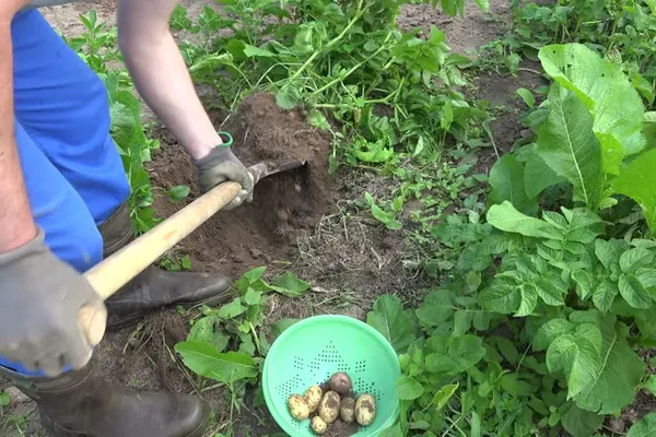 Şi-a pierdut verigheta din aur în timp ce planta legume. INCREDIBIL!Ce a răsărit trei ani mai târziu