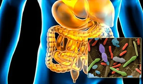 Probioticele naturale, un ajutor din partea naturii pentru sănătatea sistemului digestiv