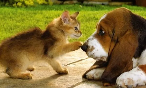 Şapte alimente pe care NU ar trebui să le dai niciodată animalului tău de companie