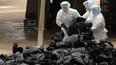 Alertă la Tulcea! Focare de gripă aviară confirmate la Periprava și CA Rosetti