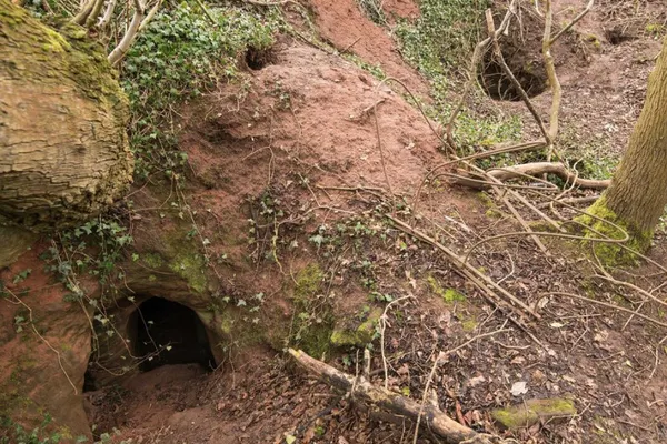 A găsit o gaură de iepure, dar nu era ce credea. A săpat, a descoperit o peşteră din 1119
