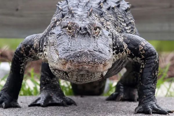 Au fost îngroziți la apariția creaturii! "Am crezut că era un dinozaur”