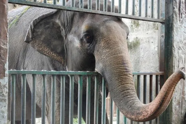 Povestea emoționantă a celui mai trist elefant din lume. Guvernul refuză să-l ajute