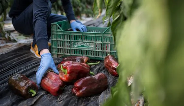 Românce sclave în Italia. Multe angajate sunt obligate să întrețină relații sexuale cu patronii lor