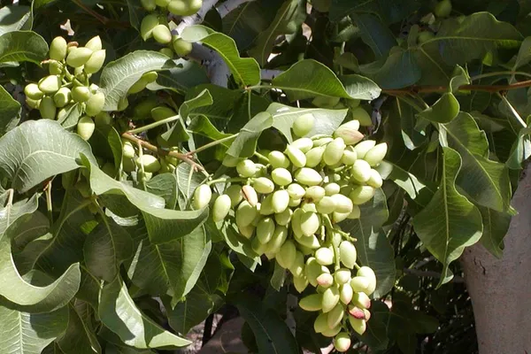 Planta considerată “aurul verde” al planetei: aduce fericire, căldură şi încălzeşte un oraş întreg