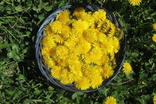 Această plantă are efecte miraculoase asupra sănătăţii. Se mai numeşte şi aurul primăverii!