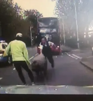 Imagini ridicole. Mai mulți polițiști au urmărit un porc în plină stradă