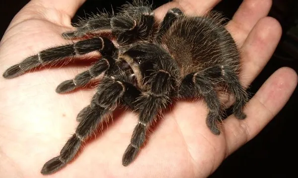 20 de tarantule, uitate într-un tren din Germania: descoperirea care a alertat poliția