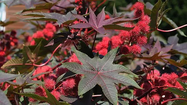Planta uitată de români. Este aur pentru sănătate!