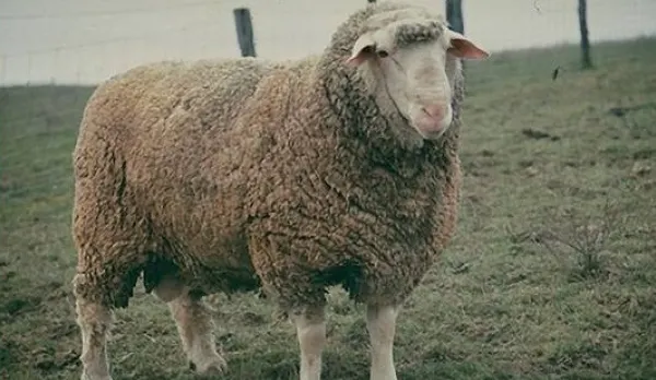 Ministrul Turismului insistă cu oaia, simbol naţional: "Avem Olanda cu vaca, Spania are taurul"