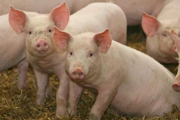 Capete şi viscere de porci împrăştiate în jurul terenului unei moschei din Germania