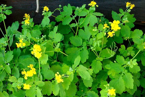Rostopasca este aur pentru organism, dar se poate transforma şi în otravă. Când o poţi consuma