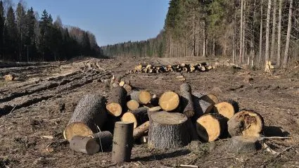 Guvernul a atacat la CCR legea privind înființarea ,,DNA-ului pădurilor”. USR acuză PNL de ”joc dublu”