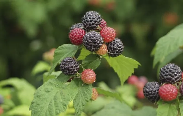 ZMEURA NEAGRĂ. Fructul-minune care previne cancerul, ajuns de curând în România, din Rusia