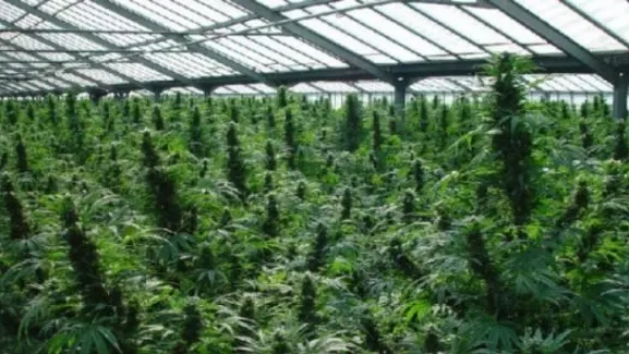 Poliţiştii din Arad care cultivau droguri foloseau o dronă ca să supravegheze plantaţia