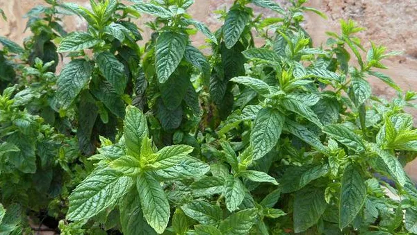 Ce se întâmplă în corpul nostru când consumăm mentă. Este aur pentru organism