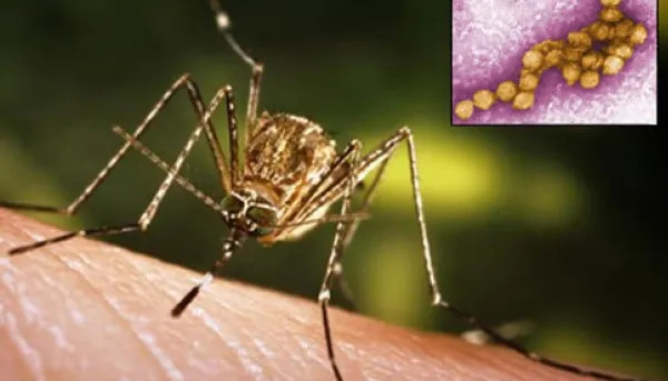 Ministerul Sănătății, anunț despre virusul West Nile: "Nu există riscul unei epidemii"