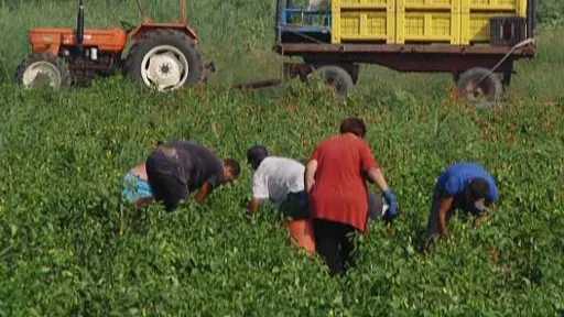 35 de români, sclavi la o fermă din Italia. Au intervenit carabinierii