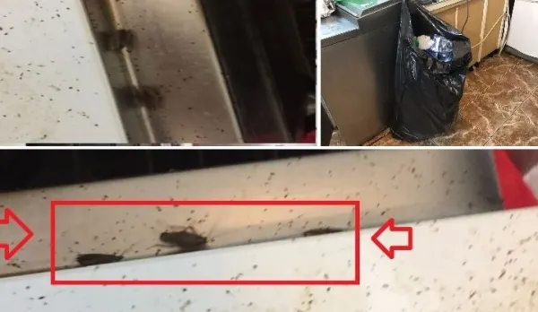 Inspectorii ANPC au fost șocați de ce au găsit într-un restaurant din Constanța