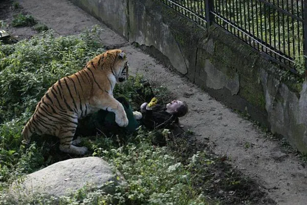 Scena îngrozitoare în care un tigru siberian o sfâșie pe o îngrijitoare din Rusia