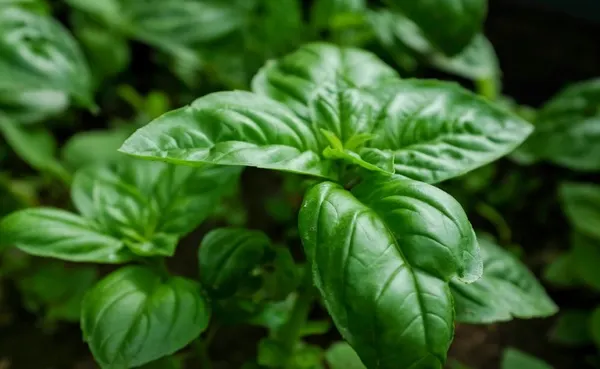 15 beneficii pentru sănătate ale busuiocului