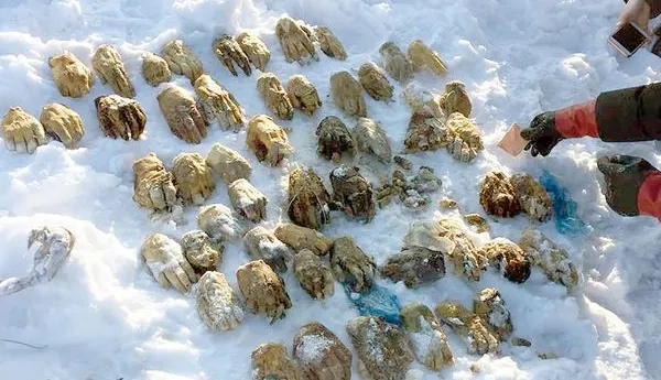 Rusia se cutremură! Crime odioase în Siberia. Au găsit un sac cu 54 de mâini