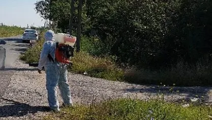 Focar de pestă porcină africană în România. Un virus mortal, identificat de autorități