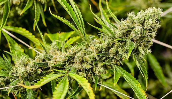 Covasna: Tânăr reținut de polițiști după ce a încercat să comercializeze un kilogram de cannabis!