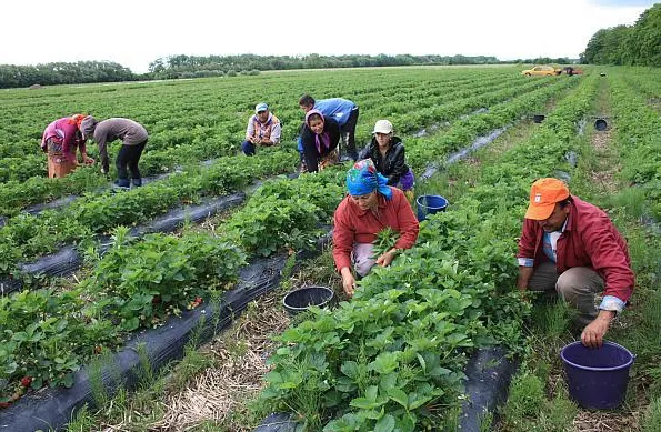 Irlanda, a doua țară după Germania care ia în calcul muncitorii români sezonieri în agricultură