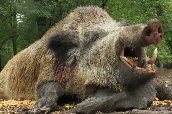 ATENŢIONARE! Vânătoarea mistreţilor şi a prădătorilor poate extinde focarele de pestă porcină