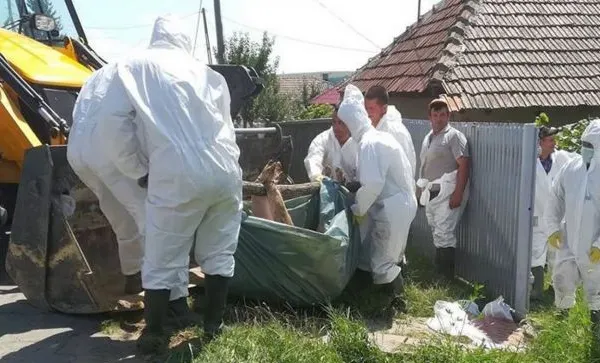 Focar de pestă porcină africană în județul Giurgiu! UPDATE: Măsurile luate de autorități