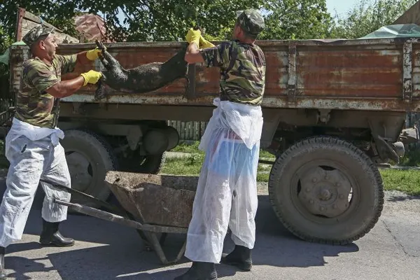 Dezvăluirea unui crescător de porci, lovit de incompetența guvernului: "Pesta a apărut acum un an"