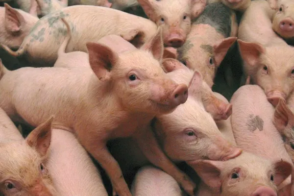 Şeful ANSVSA anunţă două noi focare de pestă porcină în Ilfov
