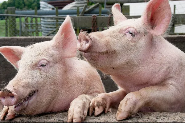 ALARMANT: 645 de focare de pestă porcină africană, în 9 judeţe din România