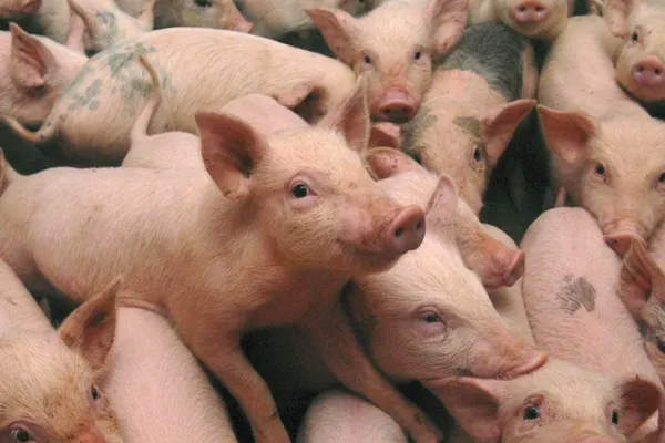 Opt focare de pestă porcină africană în județul Constanța