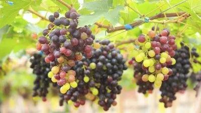 Fructul-vedetă al toamnei. Este un adevărat elixir pentru sănătate. Ce boli țin strugurii la distanță
